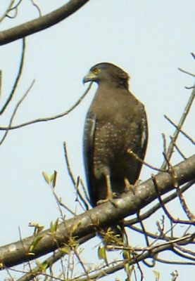 Crested Serpent Eagle