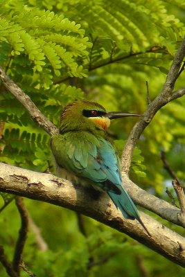 Blue-tailed Bee-eater