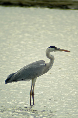 Grey Heron