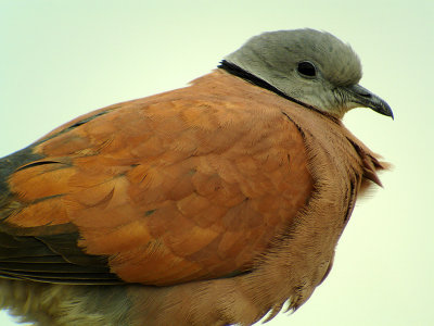 Red Collared Dove (male)