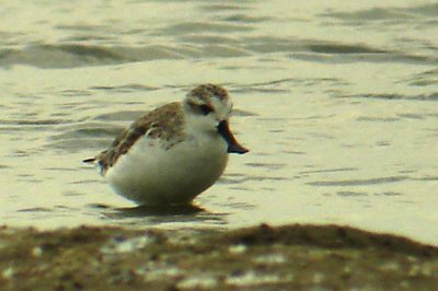 Spoon-billed Sandpiper