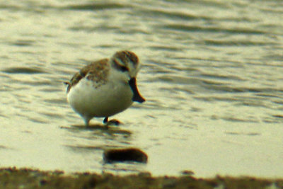 Spoon-billed Sandpiper