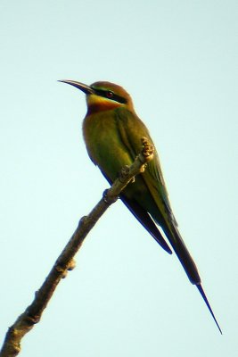 Blue-tailed Bee-eater