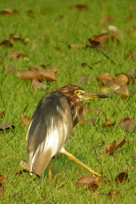 Chinese Pond Heron