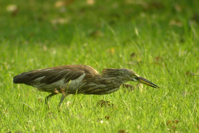 Chinese Pond Heron