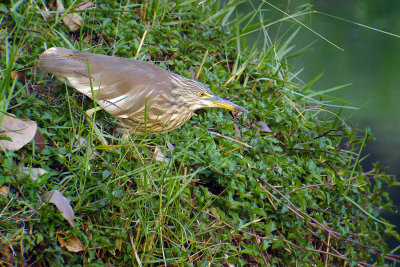 Chinese Pond Heron