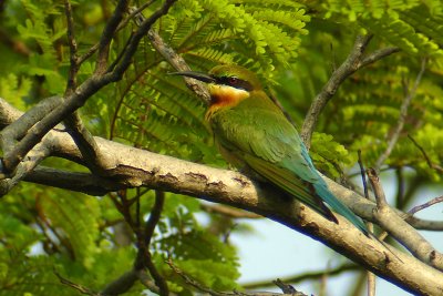 Blue-tailed Bee-eater