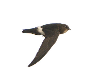 House Swift
