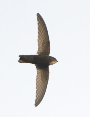 House Swift