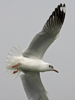 Brown-headed Gull