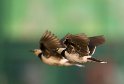 Black-collared Starling