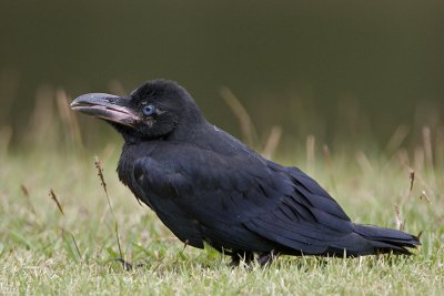 Large-billed Crow (juvenile)
