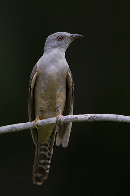 Plaintive Cuckoo (male)