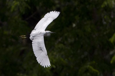 Little Egret