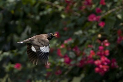 Common Myna
