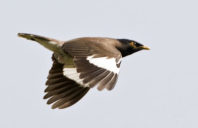 Common Myna