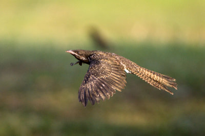 Asian Koel (female)