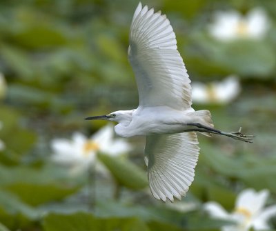 Little Egret