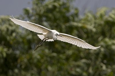 Little Egret