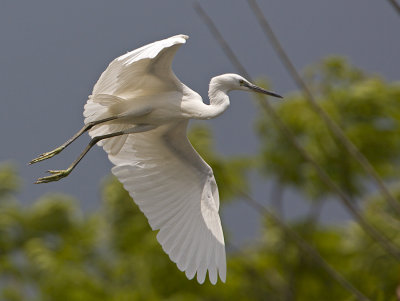 Little Egret