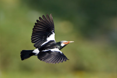 ::Asian Pied Starling::