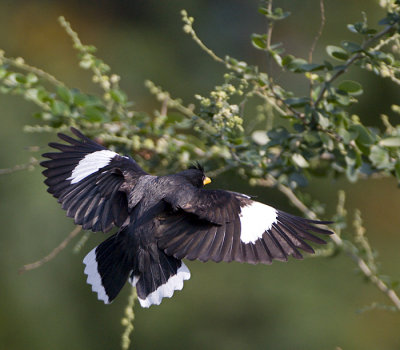 White-vented Myna