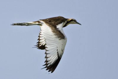 Pheasant-tailed Jacana