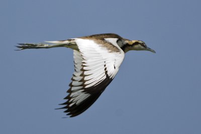 Pheasant-tailed Jacana