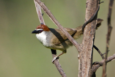 ::Chestnut-capped Babbler::