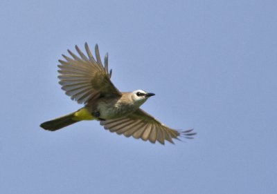 Yellow-vented Bulbul