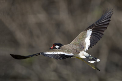 Red-wattled Lapwing