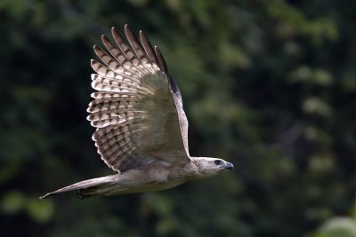 Mountain Hawk Eagle (juvenile)