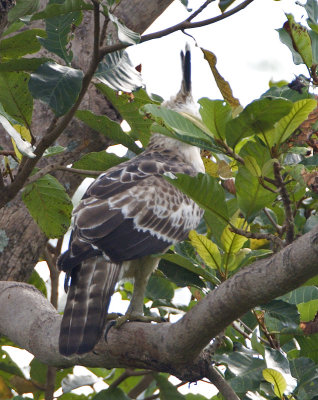 Mountain Hawk Eagle (juvenile)