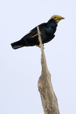 232 ::Golden-crested Myna::