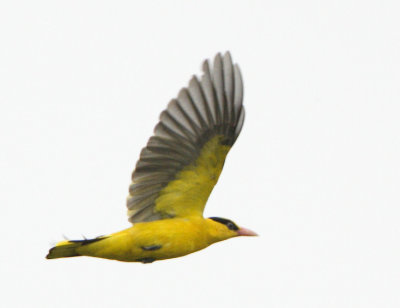 Black-naped Oriole