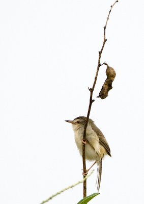 Grey-breasted Prinia