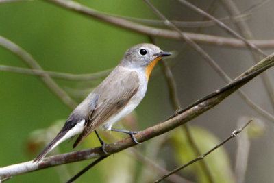 Tagia Flycatcher