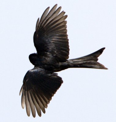 Black Drongo