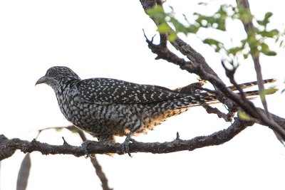 Asian Koel (female)