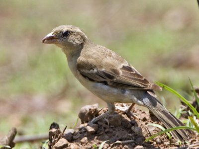 Plain-backed Sparrow (female)