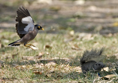 Common Myna attacking a squirrel