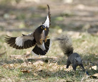 Common Myna attacking a squirrel
