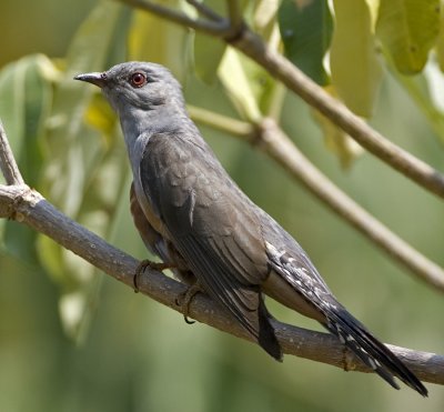 Plaintive Cuckoo (male)