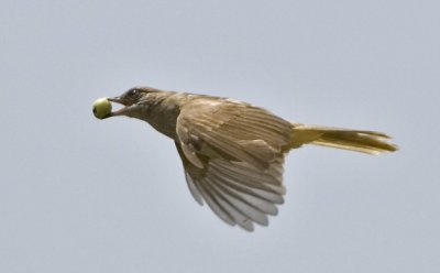 Streak-eared Bulbul
