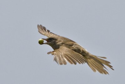 Streak-eared Bulbul