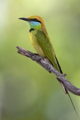 Green Bee-eater