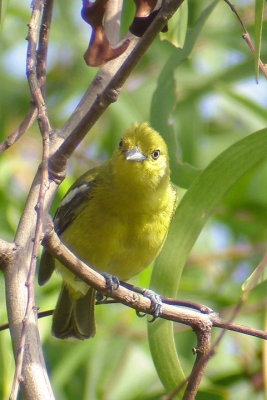 Common Iora