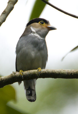 Silver-breasted Broadbill