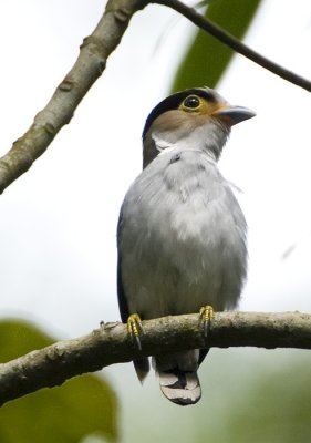 Silver-breasted Broadbill