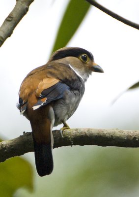 Silver-breasted Broadbill